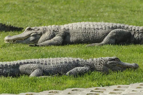 ZOO Safari - ogród zoologiczny w Borysewie