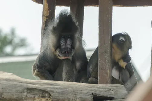 ZOO Safari - ogród zoologiczny w Borysewie