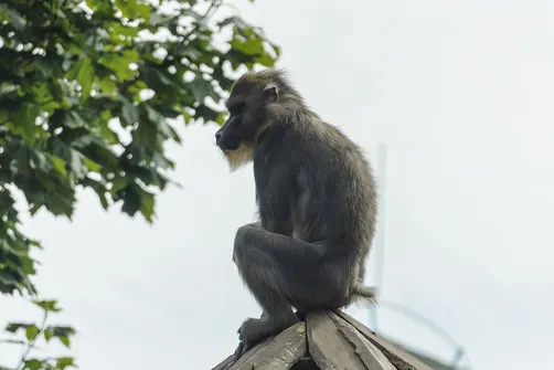 ZOO Safari - ogród zoologiczny w Borysewie