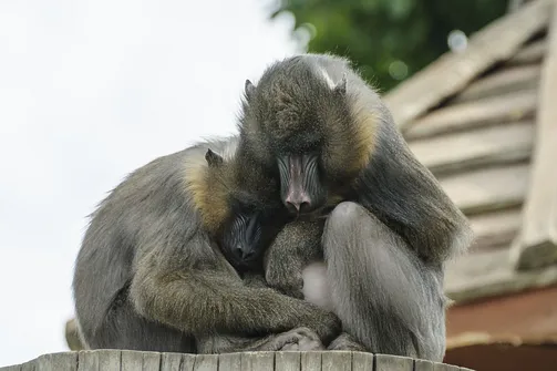 ZOO Safari - ogród zoologiczny w Borysewie