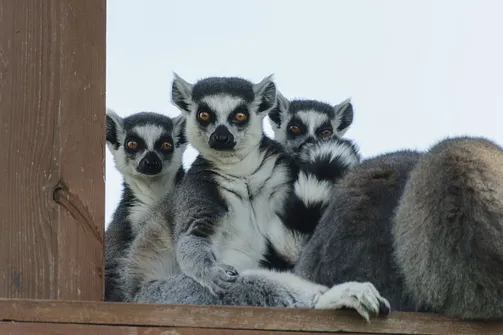 ZOO Safari - ogród zoologiczny w Borysewie