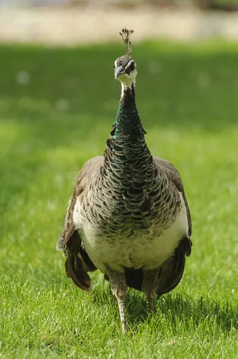 ZOO Safari - ogród zoologiczny w Borysewie