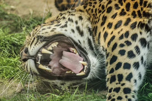 ZOO Safari - ogród zoologiczny w Borysewie