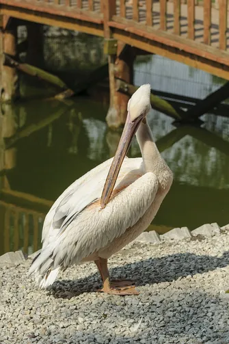 ZOO Safari - ogród zoologiczny w Borysewie