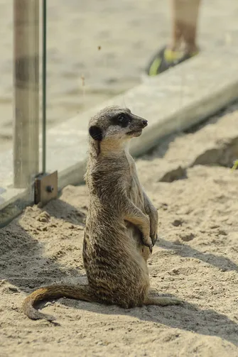 ZOO Safari - ogród zoologiczny w Borysewie