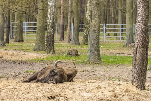 Zamek w Gołuchowie - szesnastowieczna budowla otoczona zabytkowym parkiem