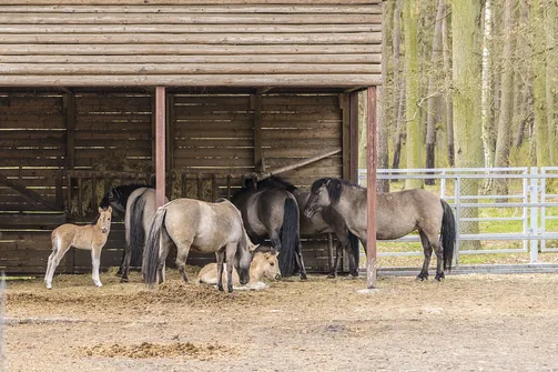 Zamek w Gołuchowie - szesnastowieczna budowla otoczona zabytkowym parkiem