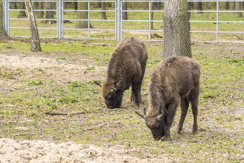 Zamek w Gołuchowie - szesnastowieczna budowla otoczona zabytkowym parkiem