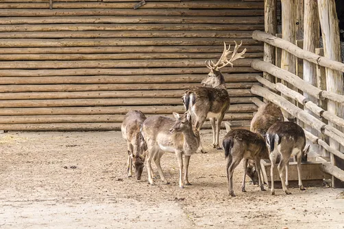 Zamek w Gołuchowie - szesnastowieczna budowla otoczona zabytkowym parkiem