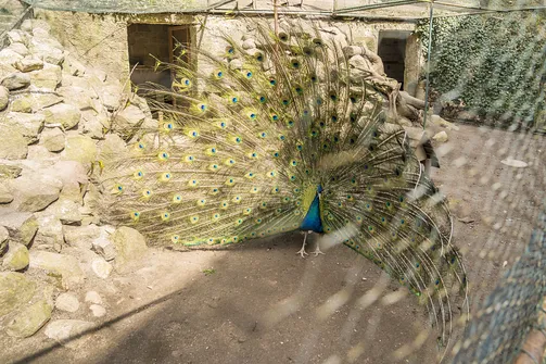 Zamek w Gołuchowie - szesnastowieczna budowla otoczona zabytkowym parkiem