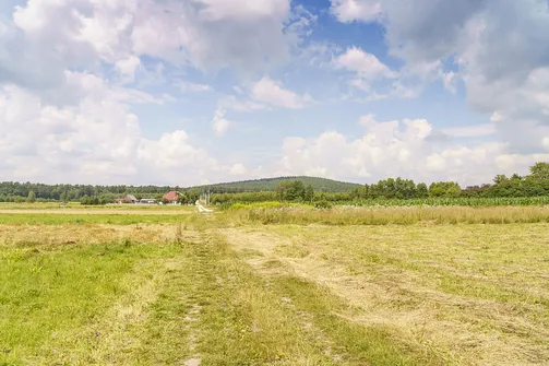 Zalesione wzniesienie Sikorzy w Paśmie Brzechowskim