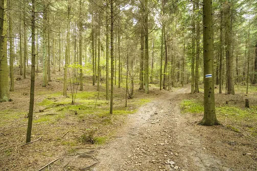 Sikorza, Otrocz, Telegraf - wędrówka przez trzy świętokrzyskie pasma górskie