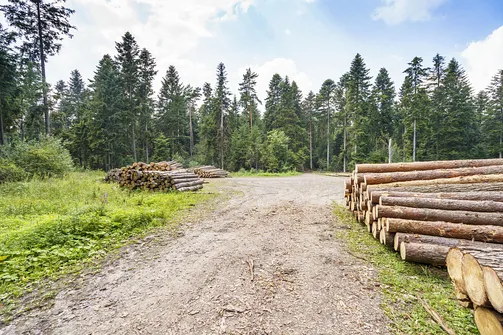 Sikorza, Otrocz, Telegraf - wędrówka przez trzy świętokrzyskie pasma górskie