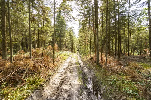 Sikorza, Otrocz, Telegraf - wędrówka przez trzy świętokrzyskie pasma górskie