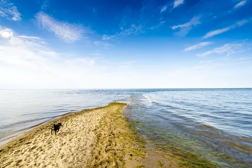 Cypel Rewski - atrakcja przyrodnicza Zatoki Puckiej