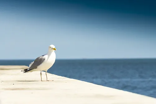 Sopot - nadmorska miejscowość z najdłuższym drewnianym molo w Europie