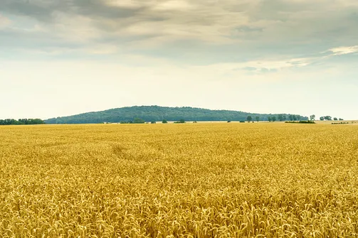 Góra Chełmo - wzniesienie z prastarym grodem