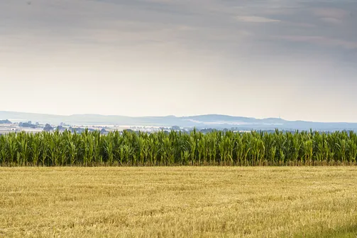 Widok spod Góry Chełmo na Pasmo Przedborsko-Małogoskie