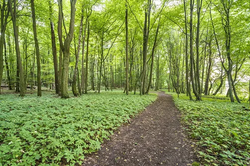 Czerwony szlak partyzanck im. mjr Henryka Dobrzańskiego Hubala w okolicy góry Chełmo