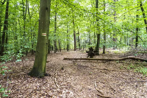 Góra Chełmo - wzniesienie z prastarym grodem