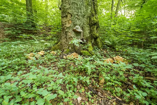 Góra Chełmo - wzniesienie z prastarym grodem