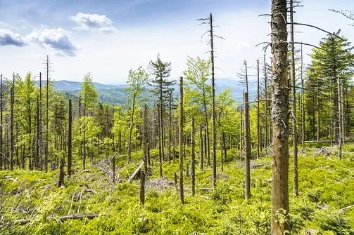 Malinowska Skała - wejście z Przełęczy Salmopolskiej