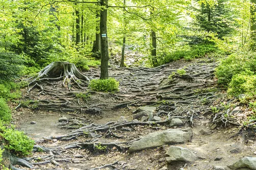 Barania Góra - wejście na szczyt z Wisły Czarne
