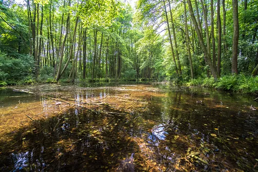 Rezerwat Niebieskie Źródła w Tomaszowie Mazowieckim