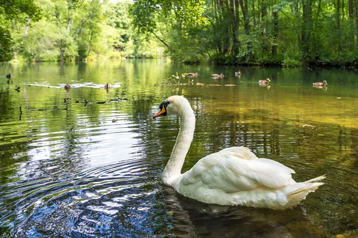 Rezerwat Niebieskie Źródła w Tomaszowie Mazowieckim