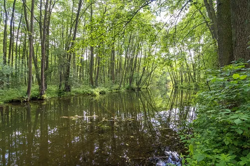 Rezerwat Niebieskie Źródła w Tomaszowie Mazowieckim