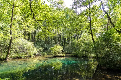 Rezerwat Niebieskie Źródła w Tomaszowie Mazowieckim