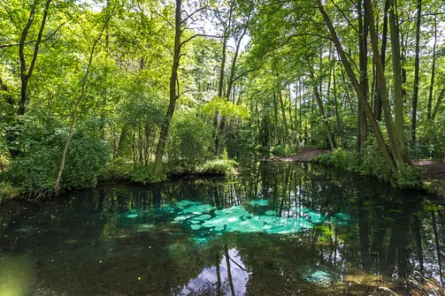 Rezerwat Niebieskie Źródła w Tomaszowie Mazowieckim