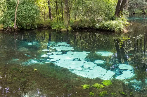 Rezerwat Niebieskie Źródła w Tomaszowie Mazowieckim