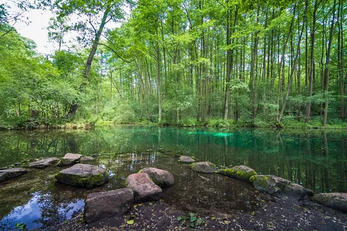 Rezerwat Niebieskie Źródła w Tomaszowie Mazowieckim