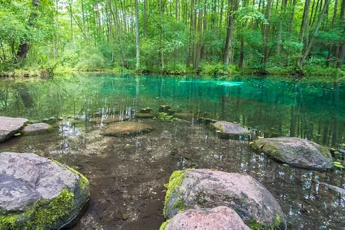 Rezerwat Niebieskie Źródła w Tomaszowie Mazowieckim