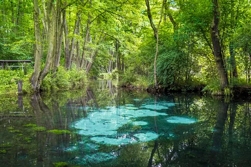 Rezerwat Niebieskie Źródła w Tomaszowie Mazowieckim