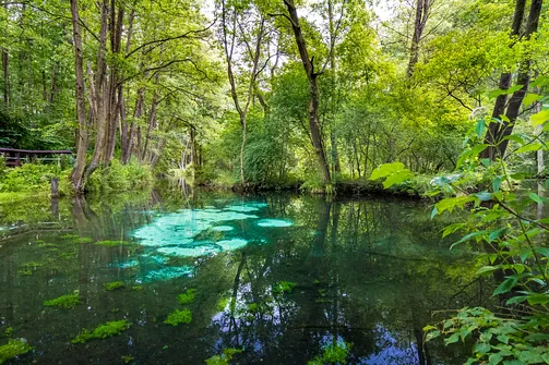 Rezerwat Niebieskie Źródła w Tomaszowie Mazowieckim