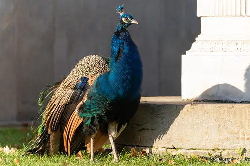 Łazienki Królewskie w Warszawie