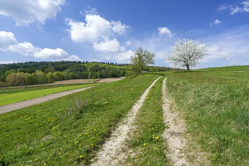 Włochy - najwyższy szczyt Pasma Cisowskiego w Górach Świętokrzyskich