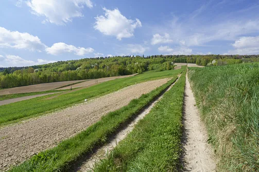 Włochy - najwyższy szczyt Pasma Cisowskiego w Górach Świętokrzyskich
