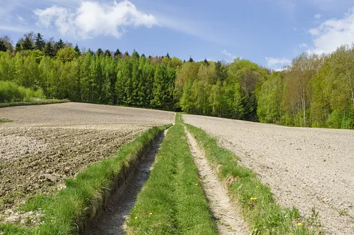 Włochy - najwyższy szczyt Pasma Cisowskiego w Górach Świętokrzyskich