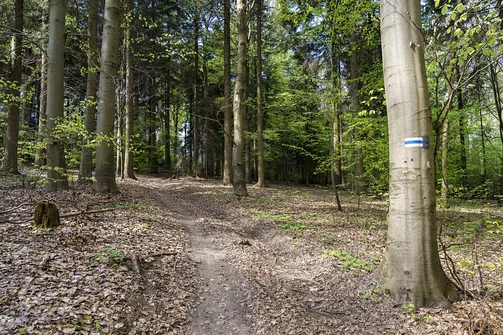 Włochy - najwyższy szczyt Pasma Cisowskiego w Górach Świętokrzyskich