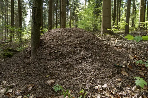 Włochy - najwyższy szczyt Pasma Cisowskiego w Górach Świętokrzyskich