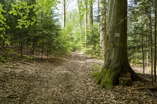 Włochy - najwyższy szczyt Pasma Cisowskiego w Górach Świętokrzyskich