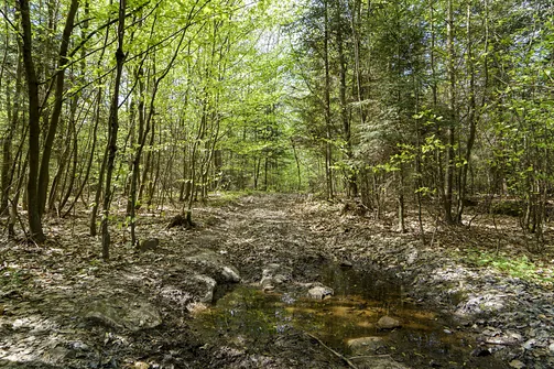 Włochy - najwyższy szczyt Pasma Cisowskiego w Górach Świętokrzyskich