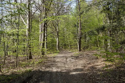 Włochy - najwyższy szczyt Pasma Cisowskiego w Górach Świętokrzyskich