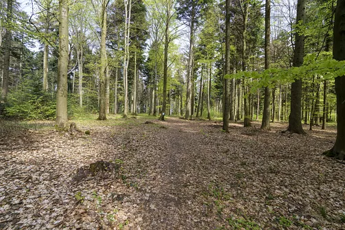 Włochy - najwyższy szczyt Pasma Cisowskiego w Górach Świętokrzyskich