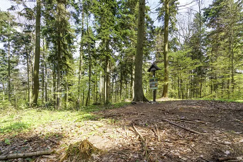 Włochy - najwyższy szczyt Pasma Cisowskiego w Górach Świętokrzyskich