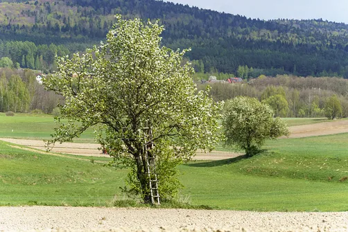 Włochy - najwyższy szczyt Pasma Cisowskiego w Górach Świętokrzyskich