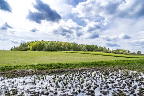 Jaźwina - szczyt Korony Gór Świętokrzyskich w Paśmie Ociesęckim